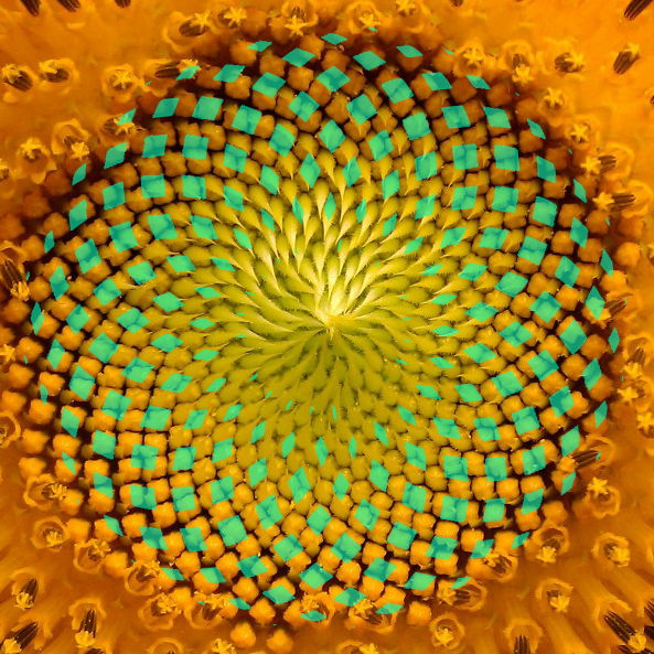 Die eingefärbten Flächen auf die Flächen einer Sonneblume gelegt.