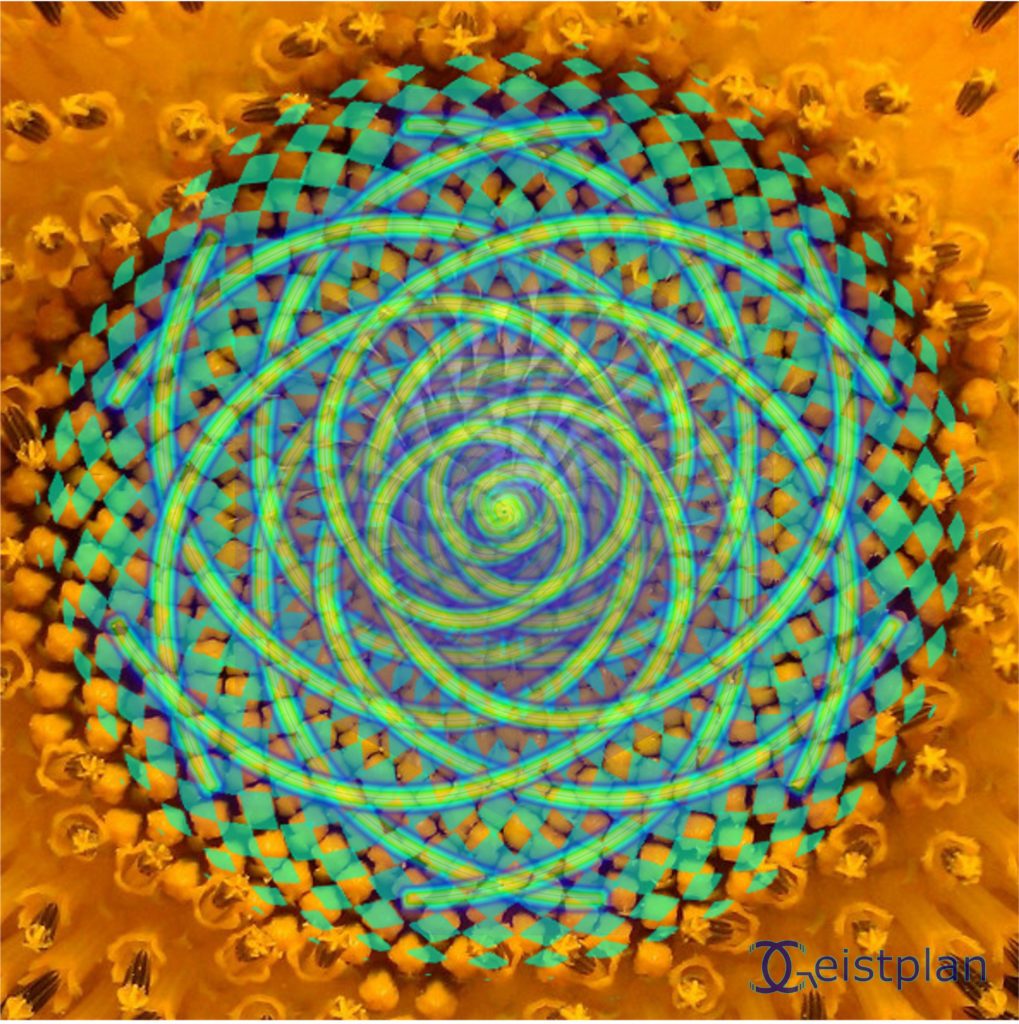 Bild Fibonaccie Spiralen in der Sonnenblume (Samenstand)
